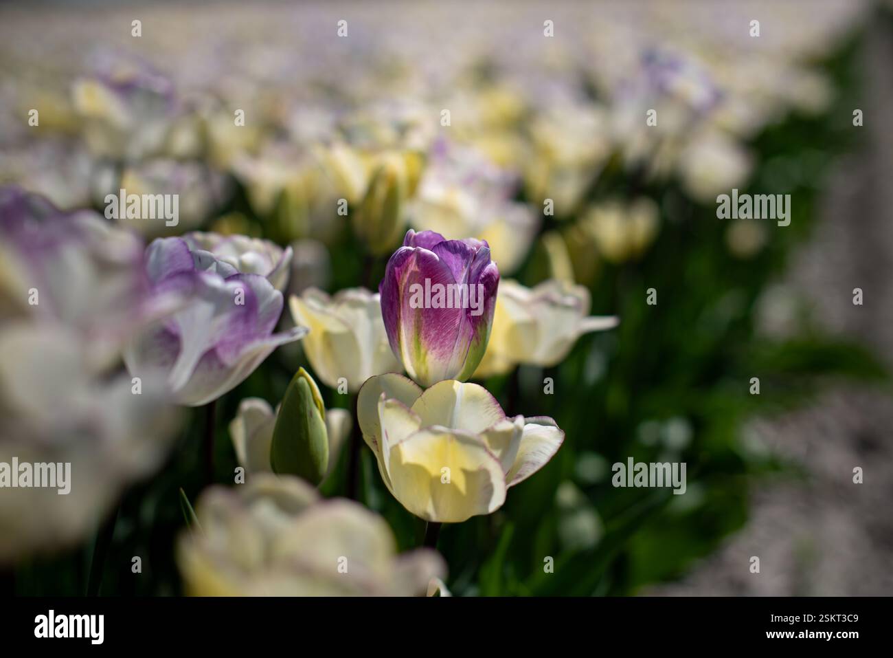 In mezzo a un campo di tulipani bianco-viola, uno si erge più alto con colori invertiti e viola-bianco. Una differenza sottile ma sorprendente che cattura il perfec Foto Stock