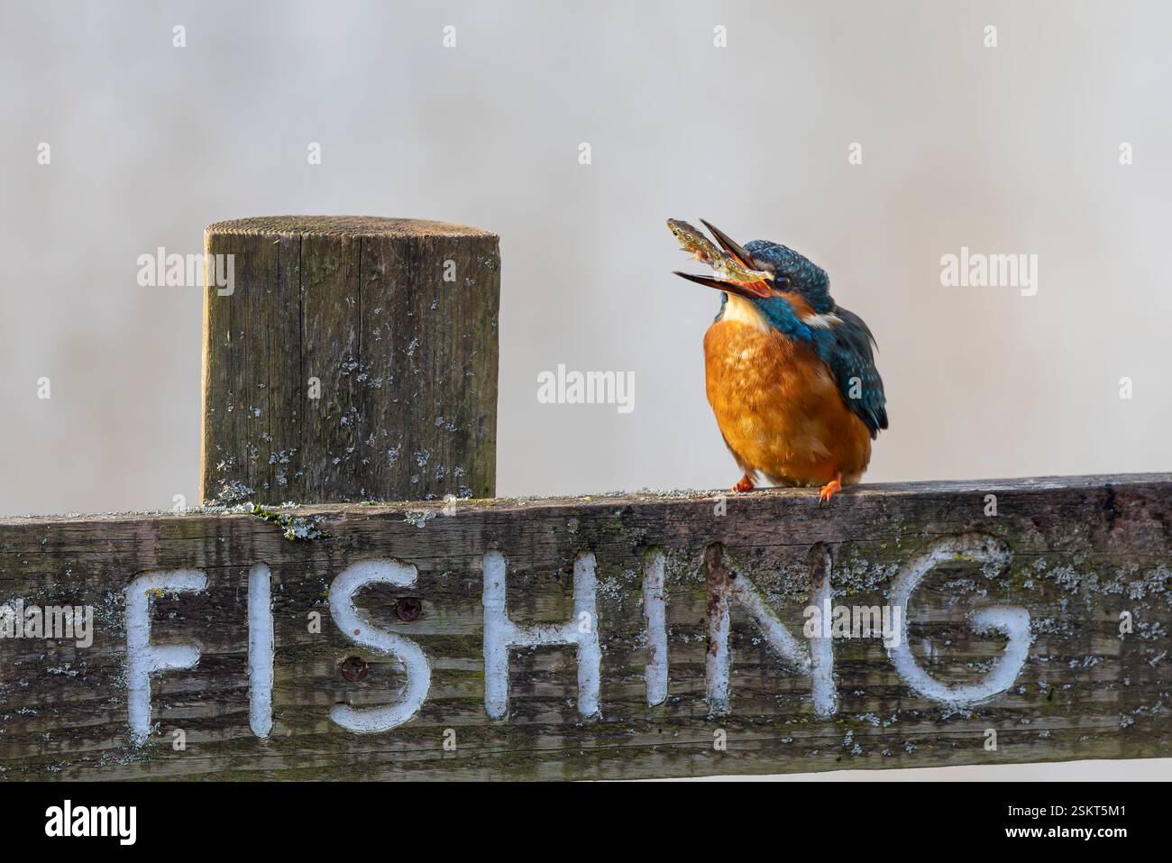 Vista frontale ravvicinata di un uccello selvaggio kingfisher del Regno Unito (Alcedo atthis) che lancia un pesce nel suo becco. Foto Stock