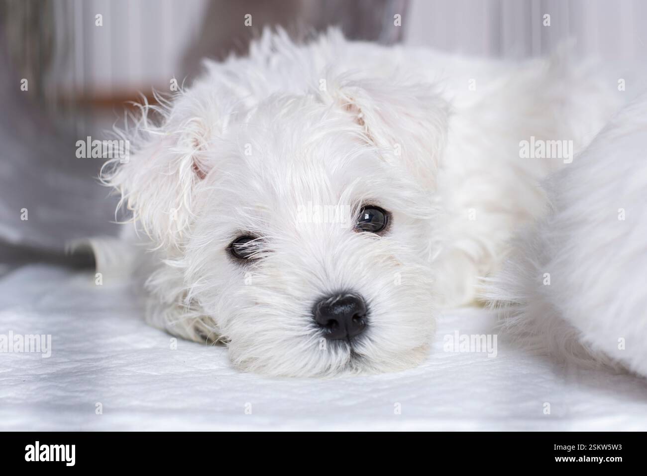 Piccolo ritratto di cucciolo sonnolento bianco Foto Stock