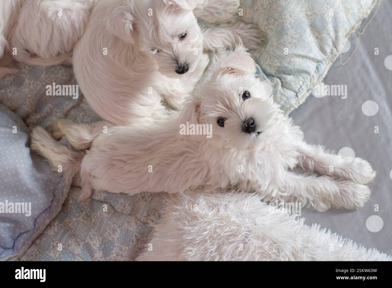 Cucciolo di schnauzer bianco in miniatura allungato Foto Stock