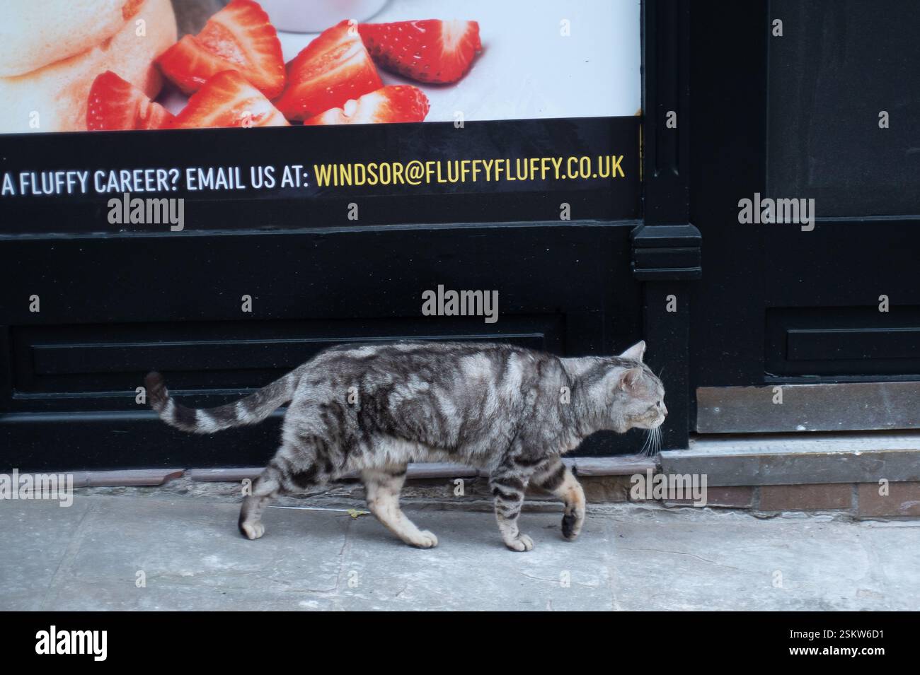 Windsor, Berkshire, Regno Unito. 12 febbraio 2025. Il famoso gatto di Windsor Dexter era fuori a visitare i negozi di Peascod Street, Windsor, Berkshire oggi. Dexter è un animale domestico di famiglia molto amato, noto per il suo vagabondaggio per la città e spesso visto dormire nelle vetrine. Ha le sue pagine sui social media e appare anche come un personaggio nel Windsor Verison of Monopoli. Crediti: Maureen McLean/Alamy Live News Foto Stock