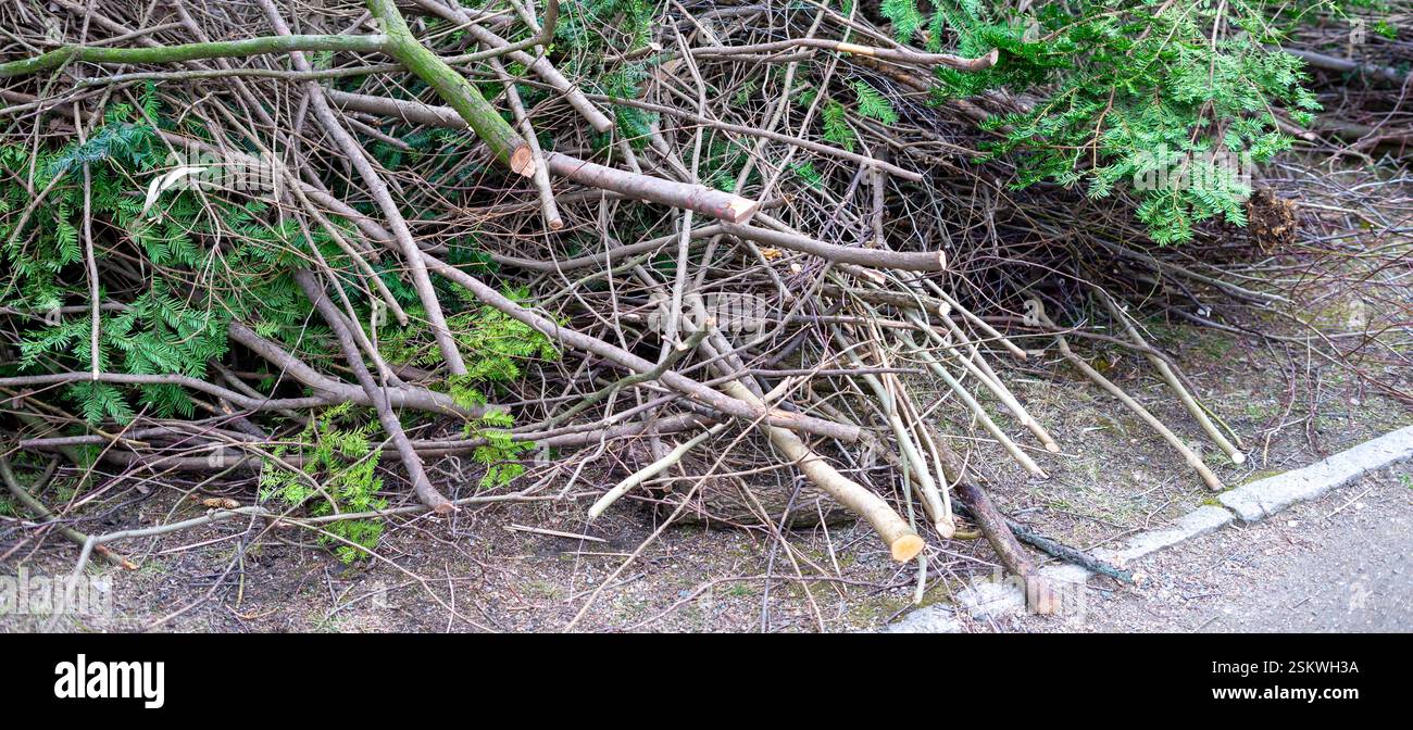 Arbusti di panorama Pruning nel giardinaggio invernale Foto Stock