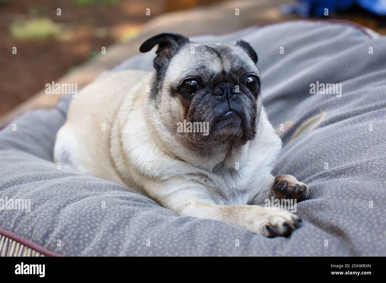 Un caro cane anziano che si posa sul cuscino. Foto Stock