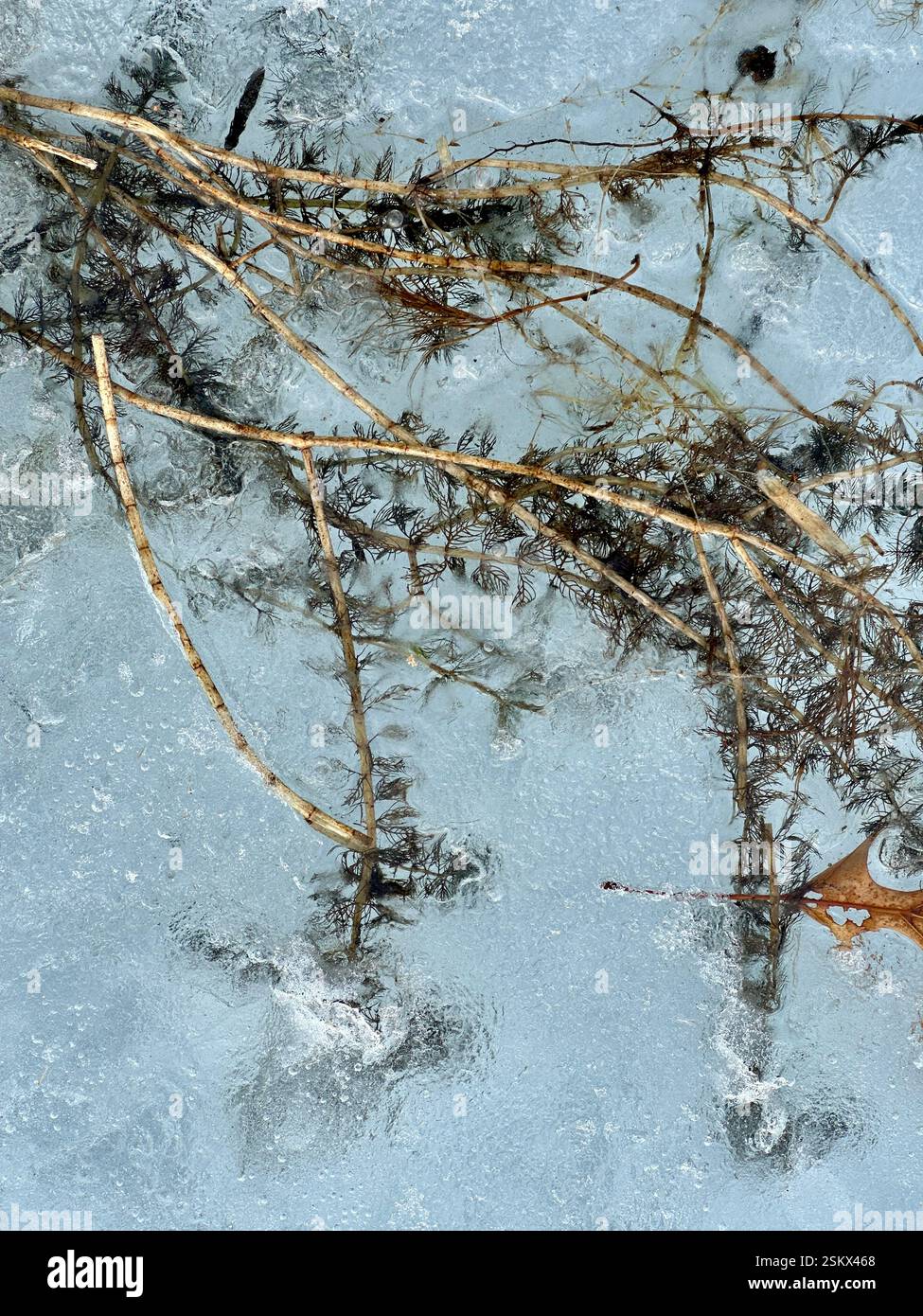 Pianta del lago catturata nell'acqua ghiacciata Foto Stock