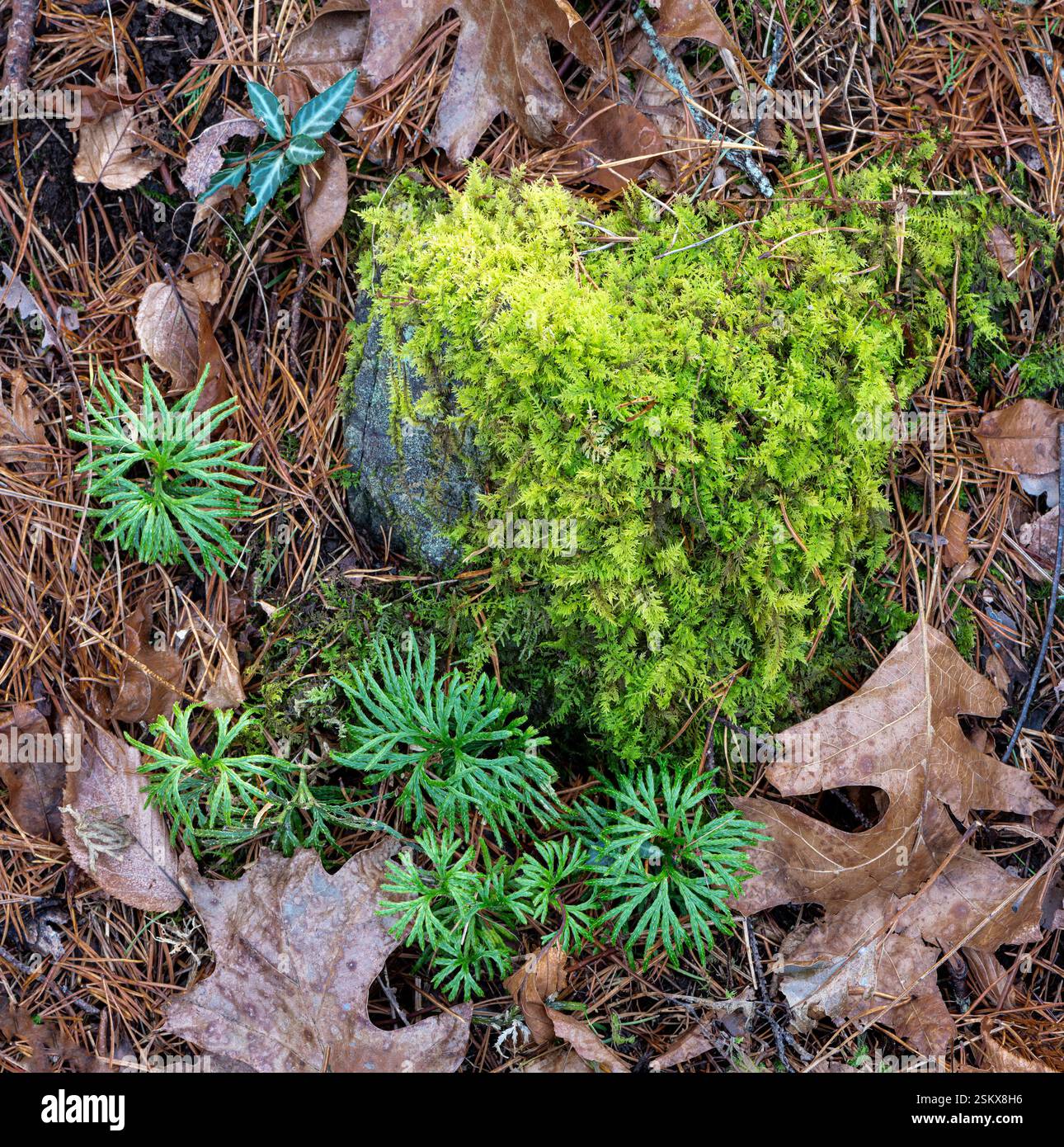Roccia coperta di muschio e club di fan (Diphasiastrum digitatum0 sul pavimento della foresta di pini di Jack nel Parco Nazionale di Shenandoah, Virginia, all'inizio dell'inverno. Foto Stock