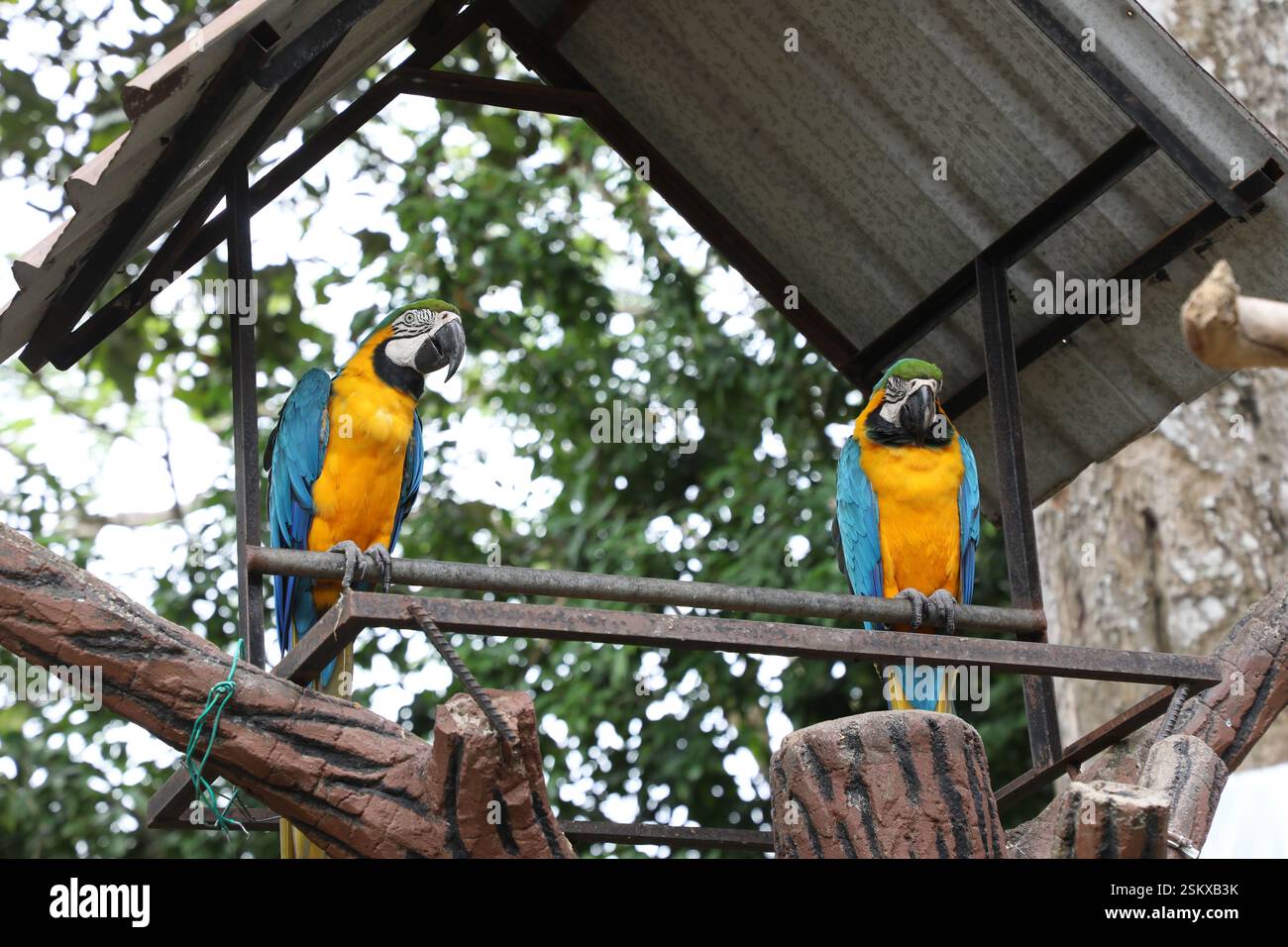 Macao Blu e Oro allo Zoo di Malacca, Malesia Foto Stock