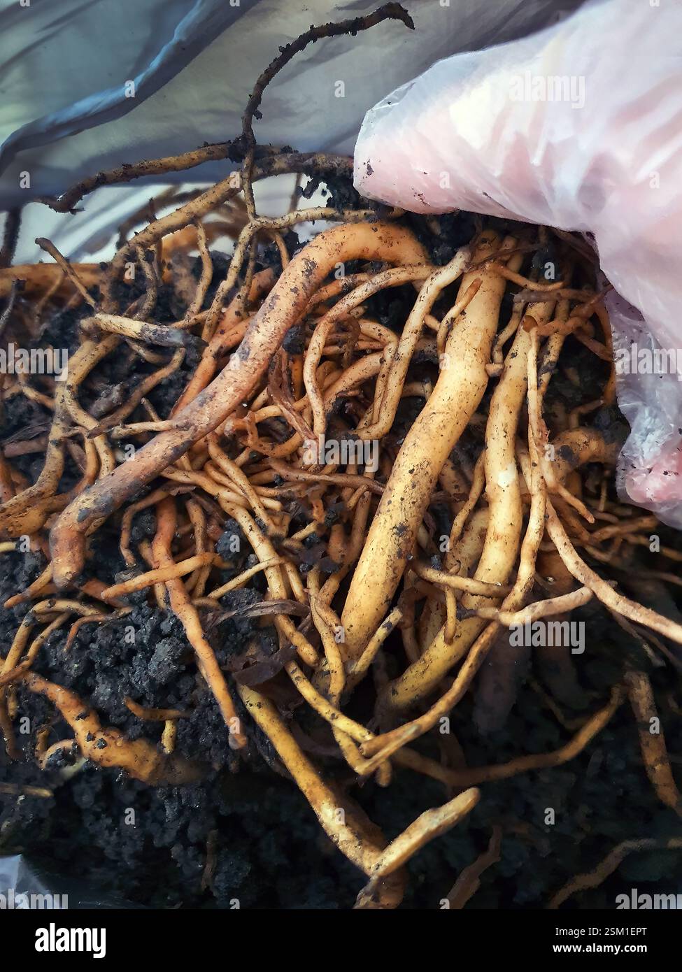 Una mano con guanto che tiene radici di palma smeraldo, concetto di giardinaggio e cura degli alberi, cura degli alberi malati, pollice verde, ambiente Foto Stock