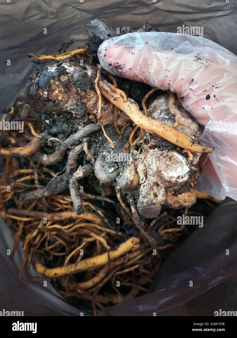 Una mano con guanto che tiene radici di palma smeraldo, concetto di giardinaggio e cura degli alberi, cura degli alberi malati, pollice verde, ambiente Foto Stock