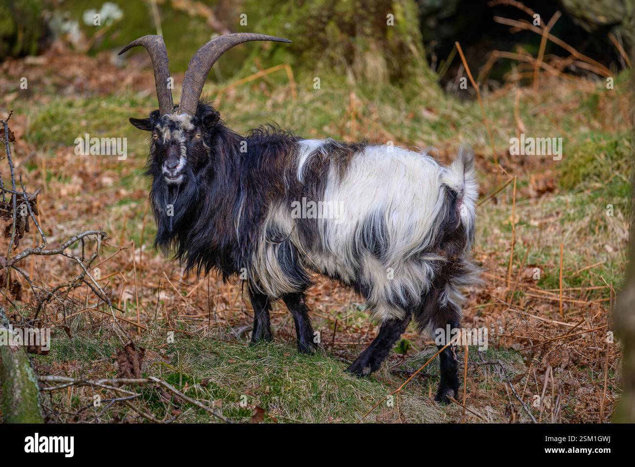 Capra di montagna gallese (Capra aegagrus hircus) ai piedi del Monte Snowdon. Foto Stock