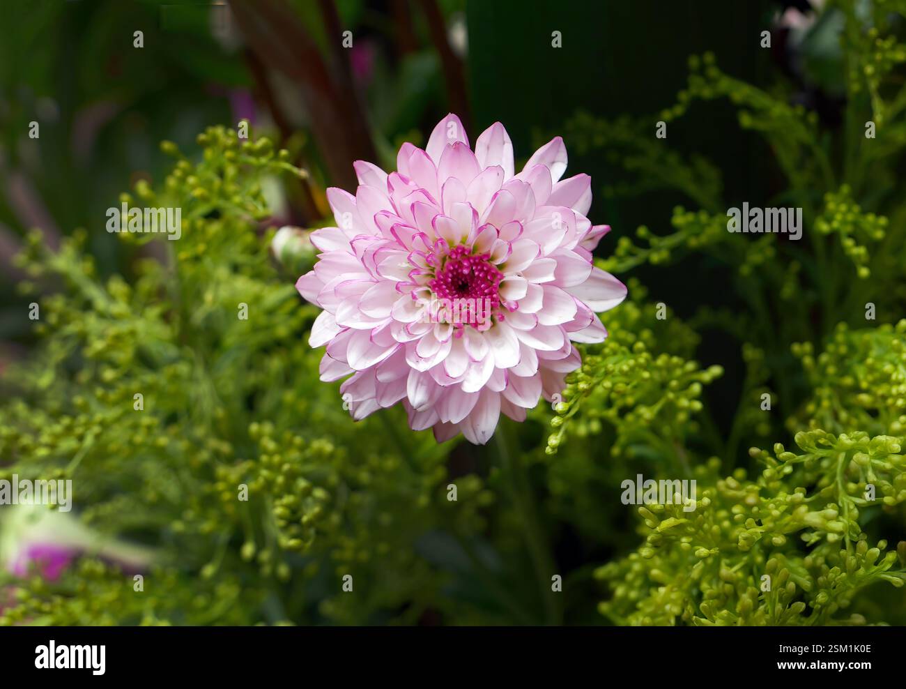 Concentratevi sul crisantemo rosa, sul fogliame floreale, sulla vivace luminosità dello sfondo verde scuro e sulla carta da parati naturale Foto Stock
