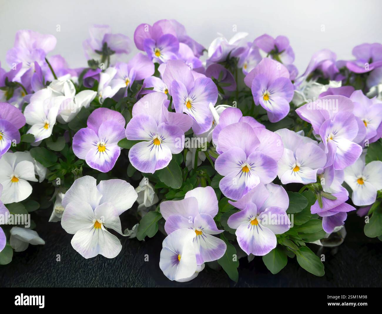 Pansie Viola tricolore, viola pastello e fiori bianchi o Johnny Jump Up, petali a forma di cuore, fiori selvatici e da giardino su sfondo bianco Foto Stock