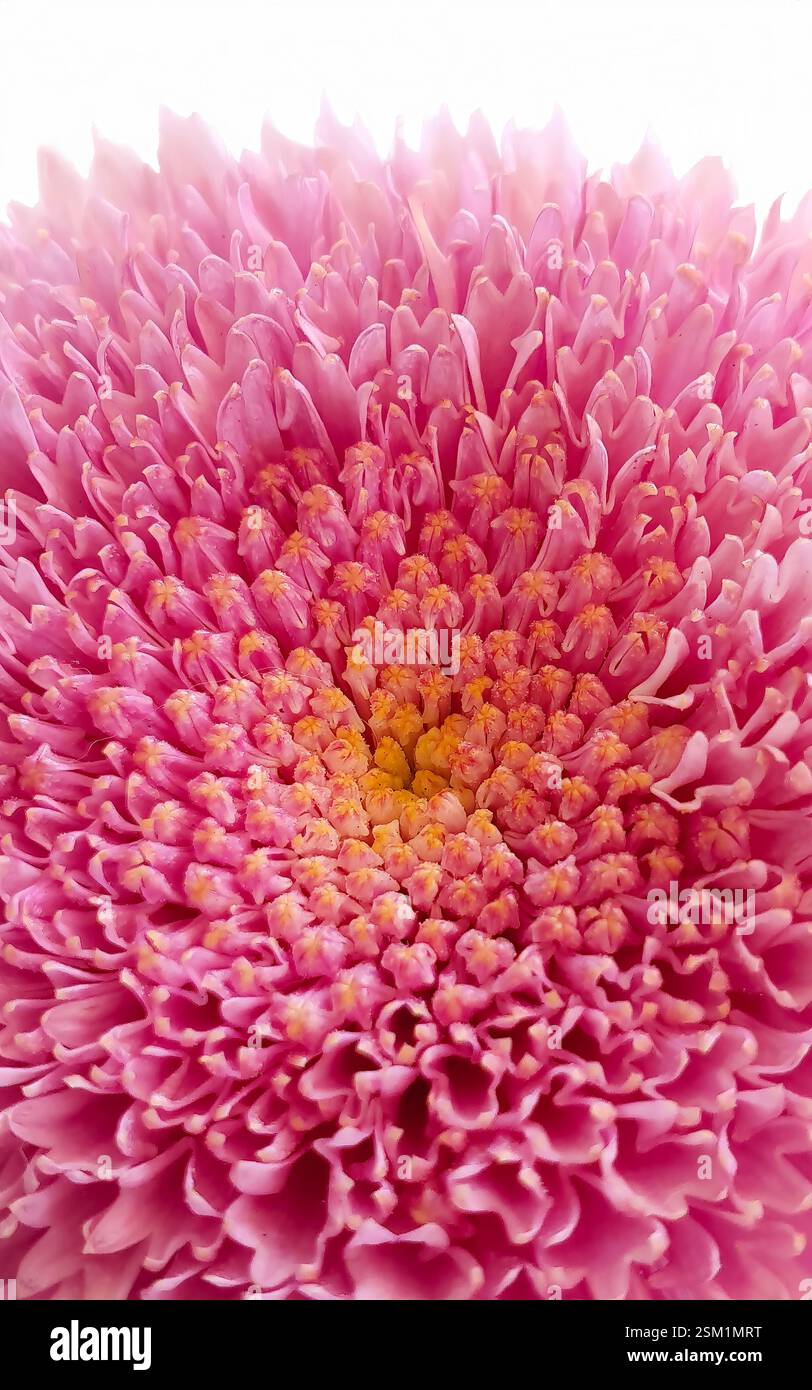 Fiori di polline gialli gerbera rosa in foto macro, messa a fuoco selettiva, fiore per carta da parati, sfondo, dettagli del polline Foto Stock