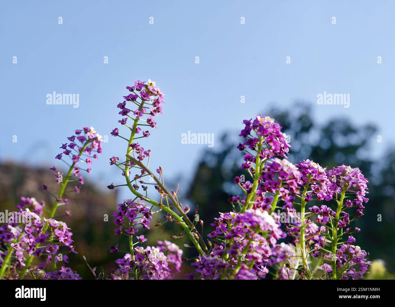 Minuscolo fiore selvatico Alyssum Maritimum o Lobularia maritima colore viola messa a fuoco selettiva su sfondo blu cielo, per sfondo o sfondo Foto Stock