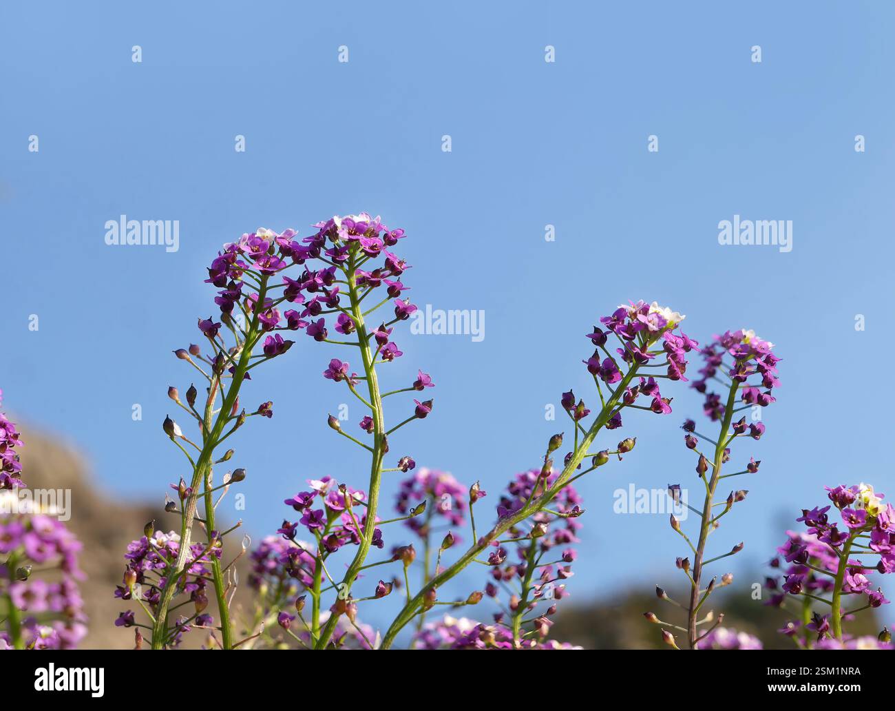 Minuscolo fiore selvatico Alyssum Maritimum o Lobularia maritima colore viola messa a fuoco selettiva su sfondo blu cielo, per sfondo o sfondo Foto Stock