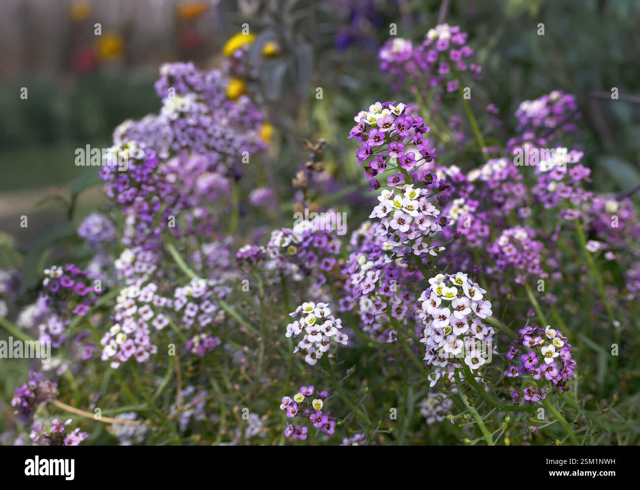 Piccolo fiore selvatico Alyssum Maritimum o Lobularia maritima, colori vivaci, fiori primaverili, messa a fuoco selettiva per sfondo o carta da parati Foto Stock