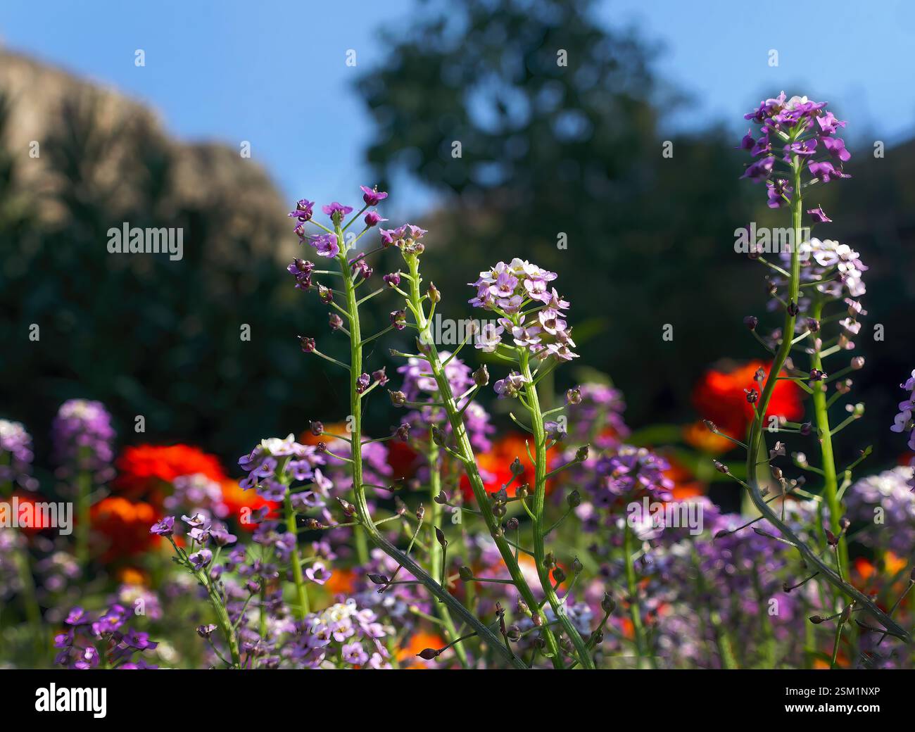Piccolo fiore selvatico Alyssum Maritimum o Lobularia maritima, colori vivaci, fiori primaverili, messa a fuoco selettiva per sfondo o carta da parati Foto Stock