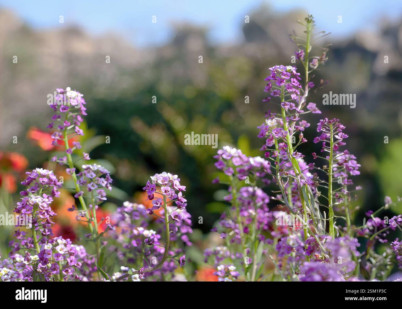 Piccolo fiore selvatico Alyssum Maritimum o Lobularia maritima, colori vivaci, fiori primaverili, messa a fuoco selettiva per sfondo o carta da parati Foto Stock