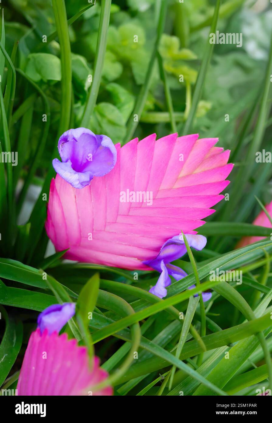 Rosa vibrante di Tillandsia Cyanea o Blue tillandsia, penna rosa su sfondo verde, impianto di depurazione dell'aria, pianta dell'aria, gene dell'ananas Foto Stock