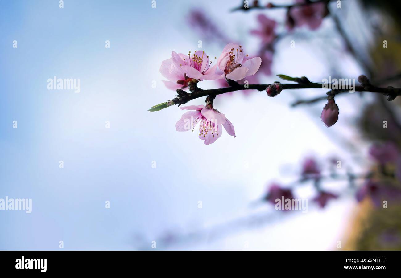 Fiori di ciliegio selvaggio dell'Himalaya sull'albero, fiori di tigre gigante, Sakura rosa, cerasoides rosa, su sfondo blu del cielo Foto Stock