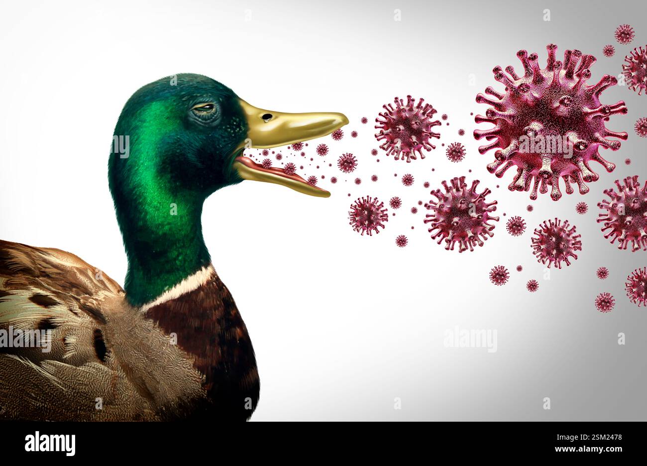 Influenza aviaria nei volatili selvatici che diffondono l'influenza aviaria e l'influenza ad alta patogenicità sotto forma di anatra migratoria infetta da pollame virale o di rischio per la salute del bestiame Foto Stock