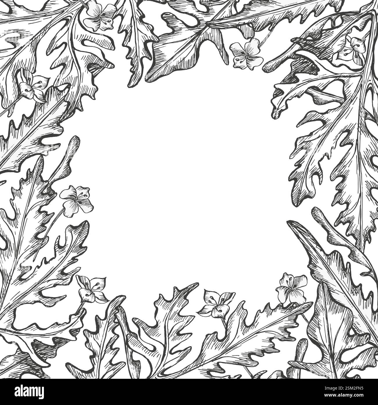 Telaio a rucola. Foglie di rucola e fioriscono. Illustrazione grafica. Vettore. Verdure a foglia cibo vegetariano sano. Schizzo a inchiostro disegnato a mano per il menu Illustrazione Vettoriale