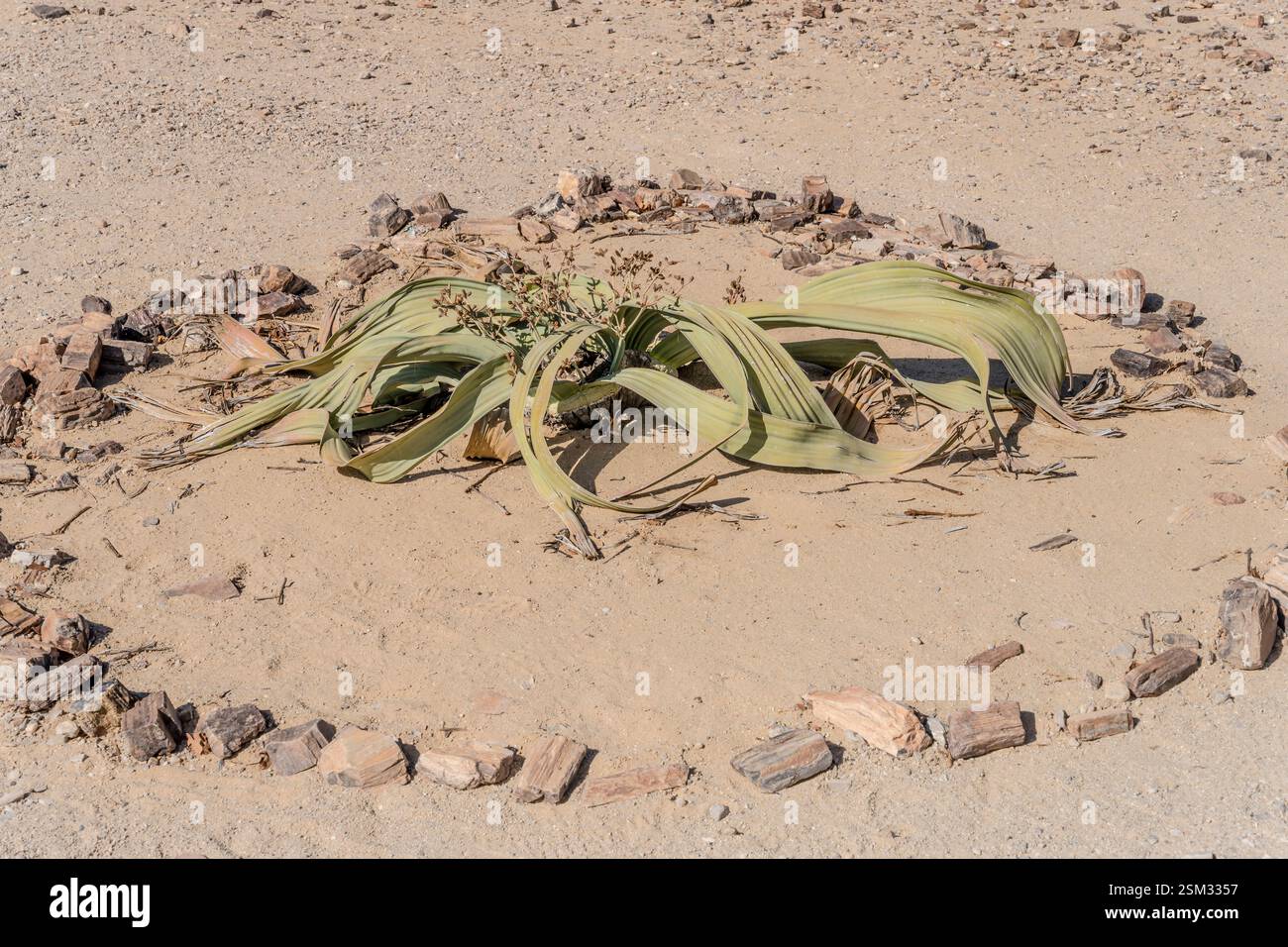Weltwitschia Mirabilis, pianta fossile vivente, nella campagna desertica presso il sito della Foresta pietrificata, sparata alla luce brillante della tarda primavera vicino a Khorixas, Namibia, Foto Stock