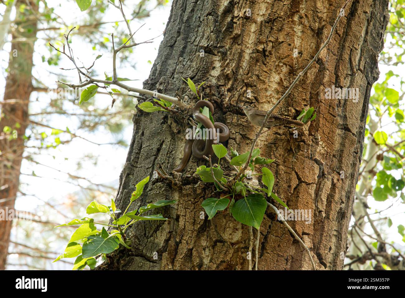 Un uccello e un serpente in un albero. L'uccello sta attaccando il serpente. Foto Stock