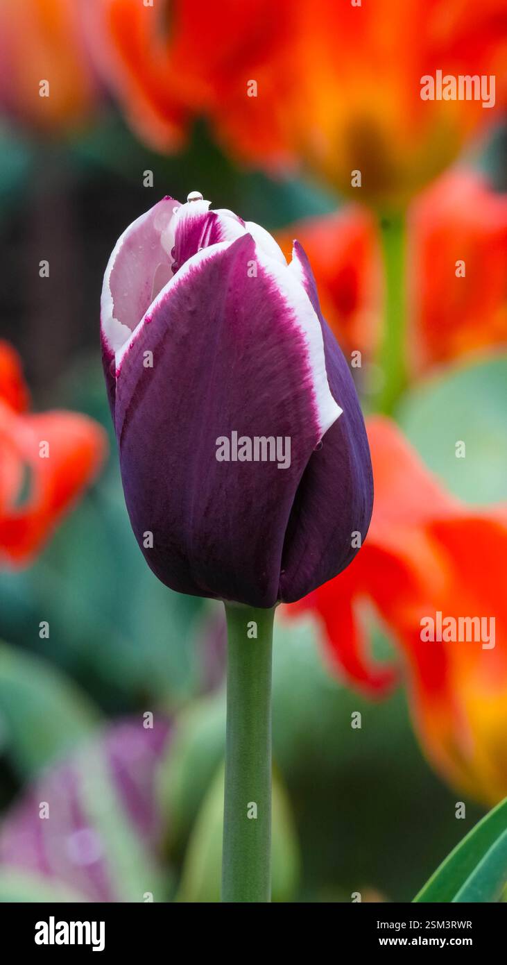 Un primo piano di un vivace tulipano viola in piena fioritura, con tulipani arancioni luminosi sullo sfondo, che mostrano la bellezza e il contrasto di colore della primavera Foto Stock