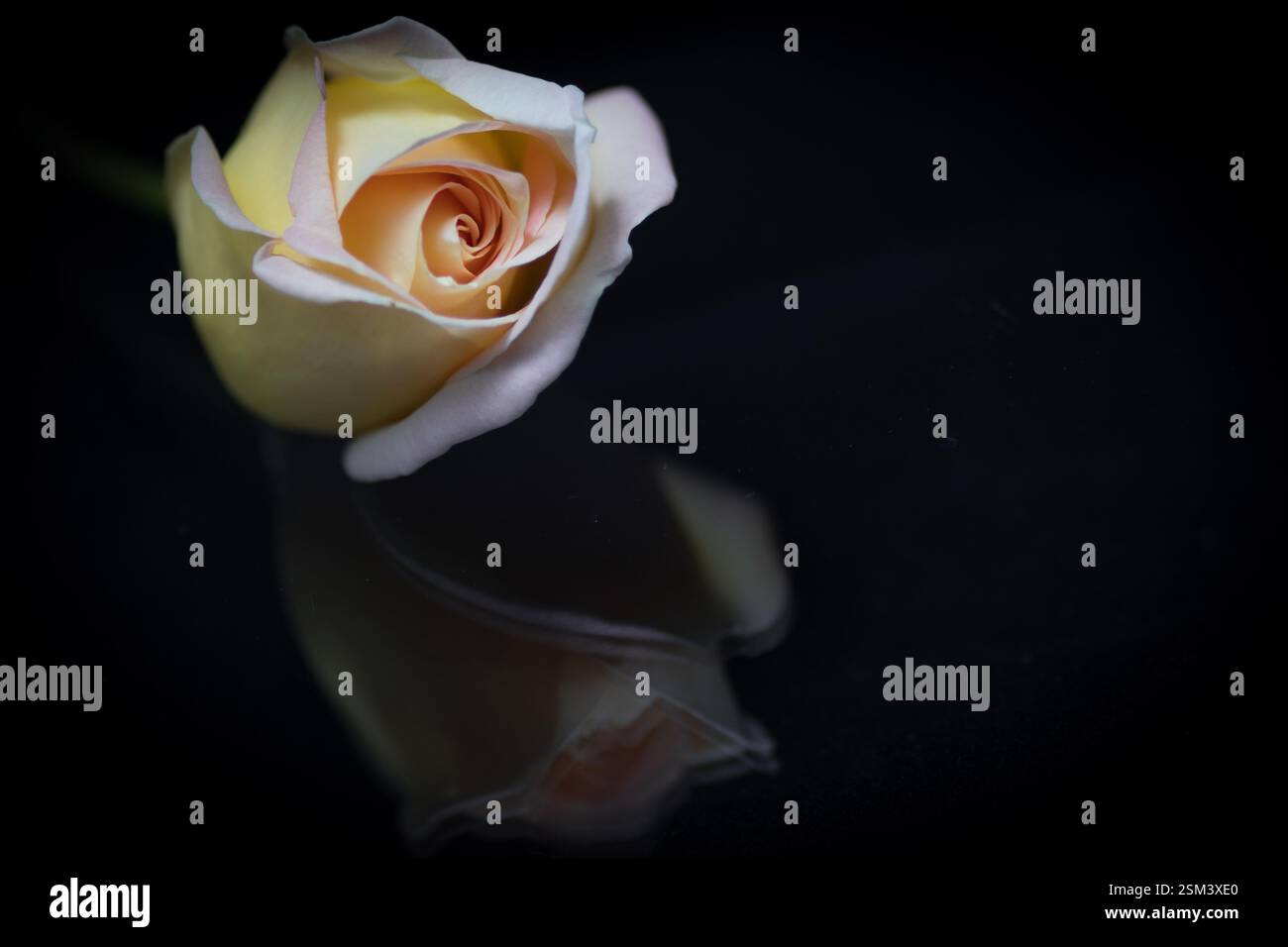 Rosa giallo tenue e luminosa in primo piano, incorniciata su uno sfondo scuro e riflettente, che enfatizza eleganza, bellezza e amore. Foto Stock