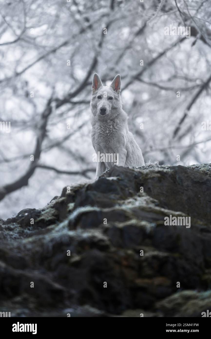 Bellissimo e calmo, soffice ritratto di cane da pastore svizzero all'esterno nella magica foresta innevata. Foto Stock