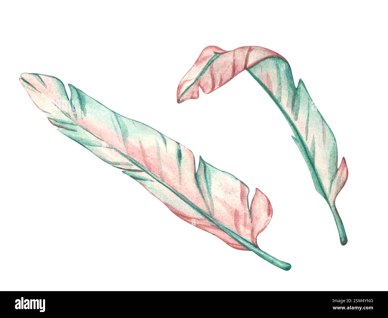 Foglie di palma di banana. Illustrazione ad acquerello di foglie di palma in colori pastello rosa e verde. Modello di foglie tropicali per cartolina e invito Foto Stock