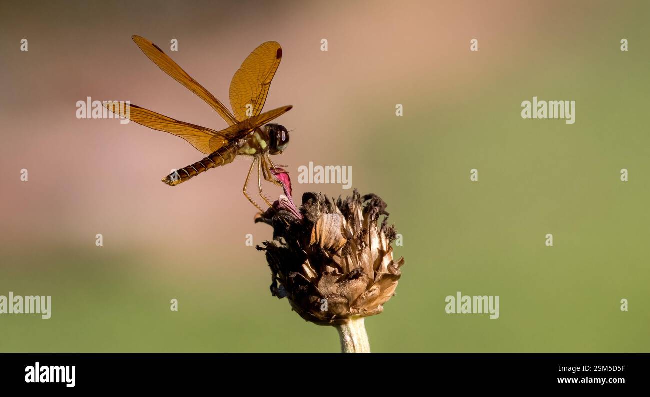 Una foto macro dettagliata di una libellula appollaiata su un fiore essiccato, evidenziando la complessa struttura alare e i dettagli fini del corpo dell'insetto. Foto Stock