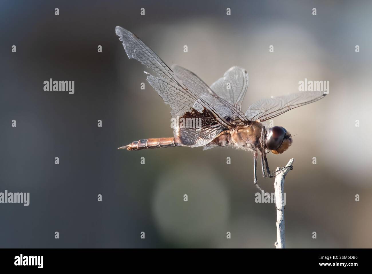 Una libellula con ali intrecciate appollaiata su un ramoscello su uno sfondo sfocato, che mostra dettagli delicati e resilienza nel mondo naturale. Foto Stock
