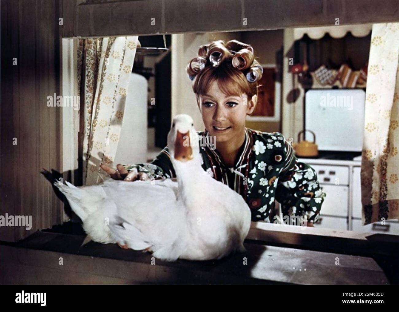 THE MILLION DOLLAR DUCK 1971 Buena Vista Distribution film con Foto Stock