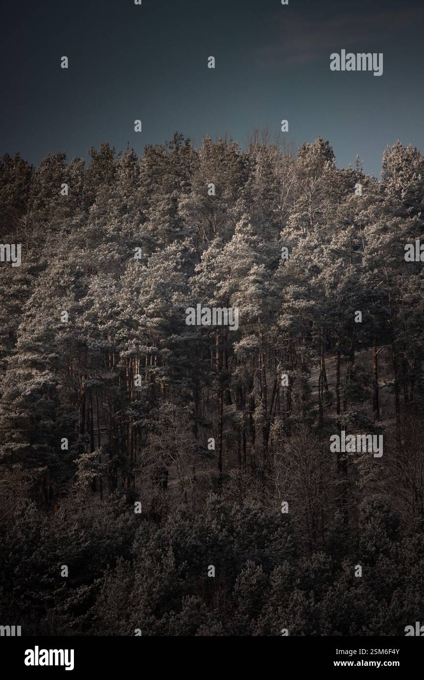 Una fitta pineta ricoperta da una sottile gelata, inondata dalla luce invernale. Le texture ricche e le ombre profonde creano un'atmosfera cinematografica e misteriosa Foto Stock