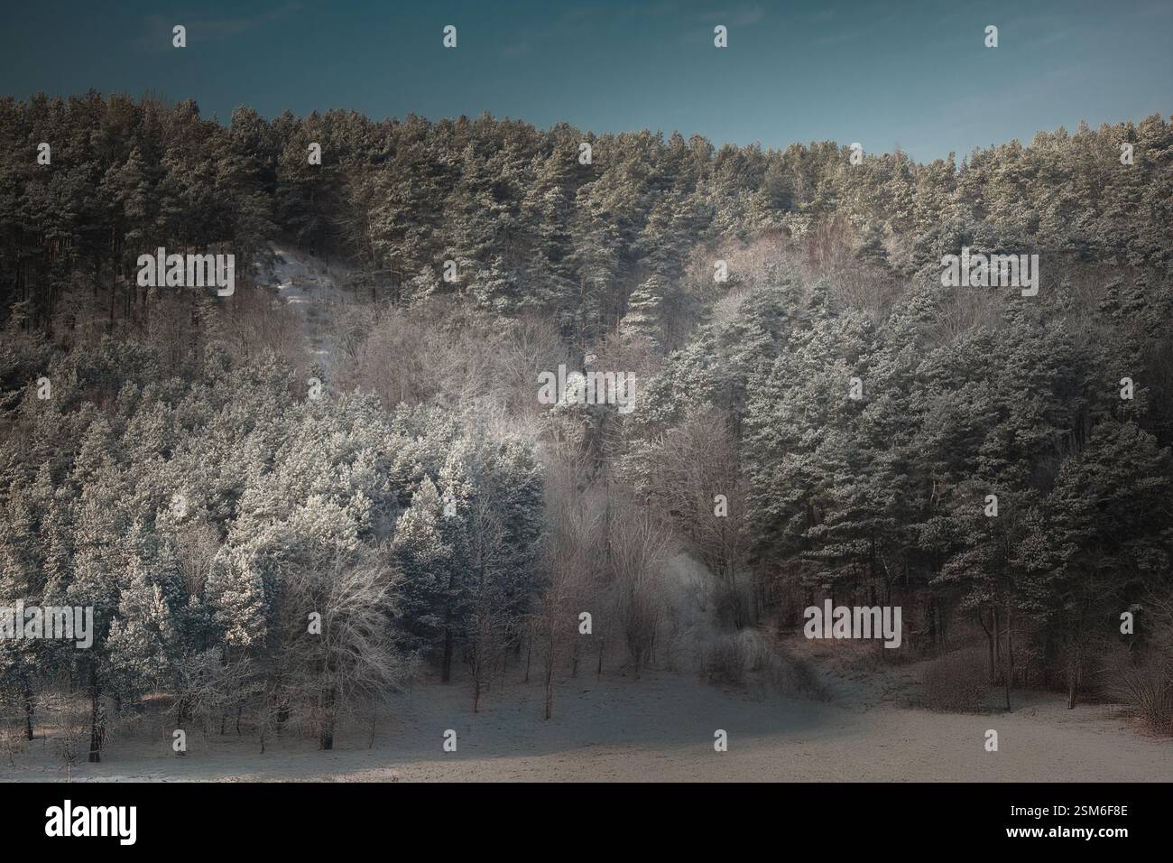 Un tranquillo paesaggio invernale caratterizzato da una foresta ricoperta di gelo su una collina illuminata dal sole Foto Stock
