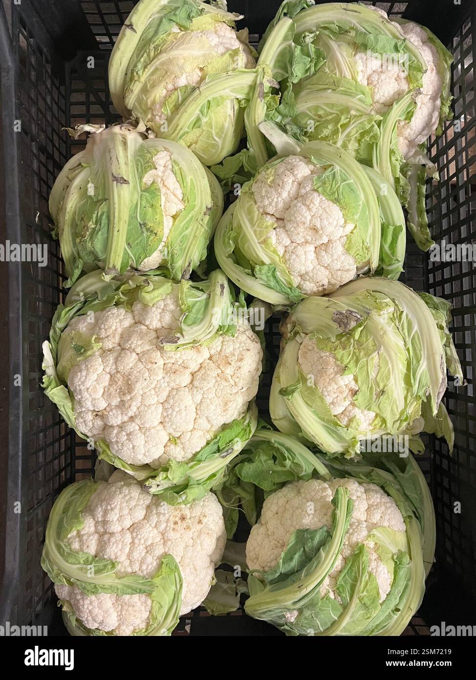 cavolfiori, cavolfiori, teste di cavolfiore, verdure, magazzino, agricoltura, approvvigionamento alimentare, logistica, stoccaggio di verdure, catena di approvvigionamento - Immagine stock catturata con smartphone