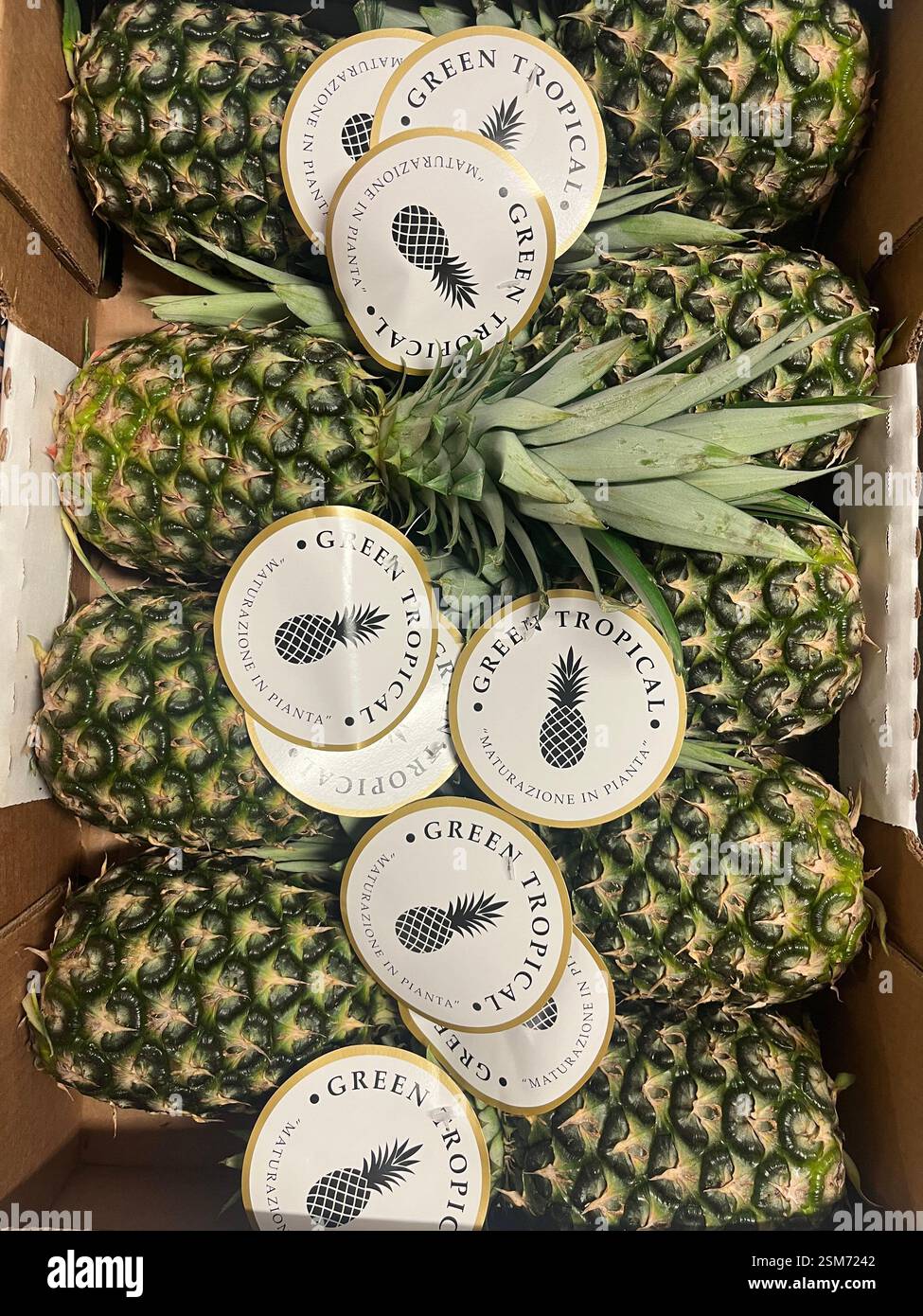 Ananas, ananas verdi tropicali, ananas costaricano, Costa Rica, prodotti, agricoltura, approvvigionamento alimentare, logistica, distribuzione, catena di approvvigionamento Foto Stock