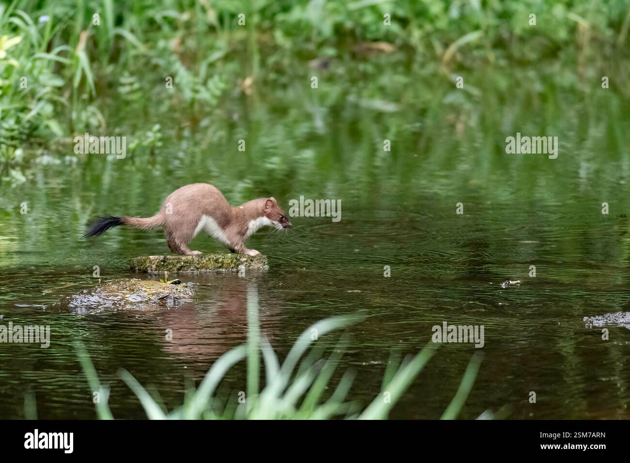 Una battuta di caccia in un bacino d'acqua a Herts Foto Stock