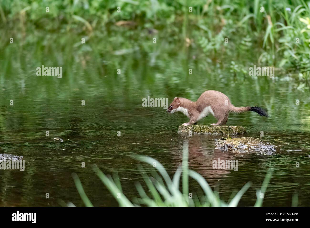 Una battuta di caccia in un bacino d'acqua a Herts Foto Stock