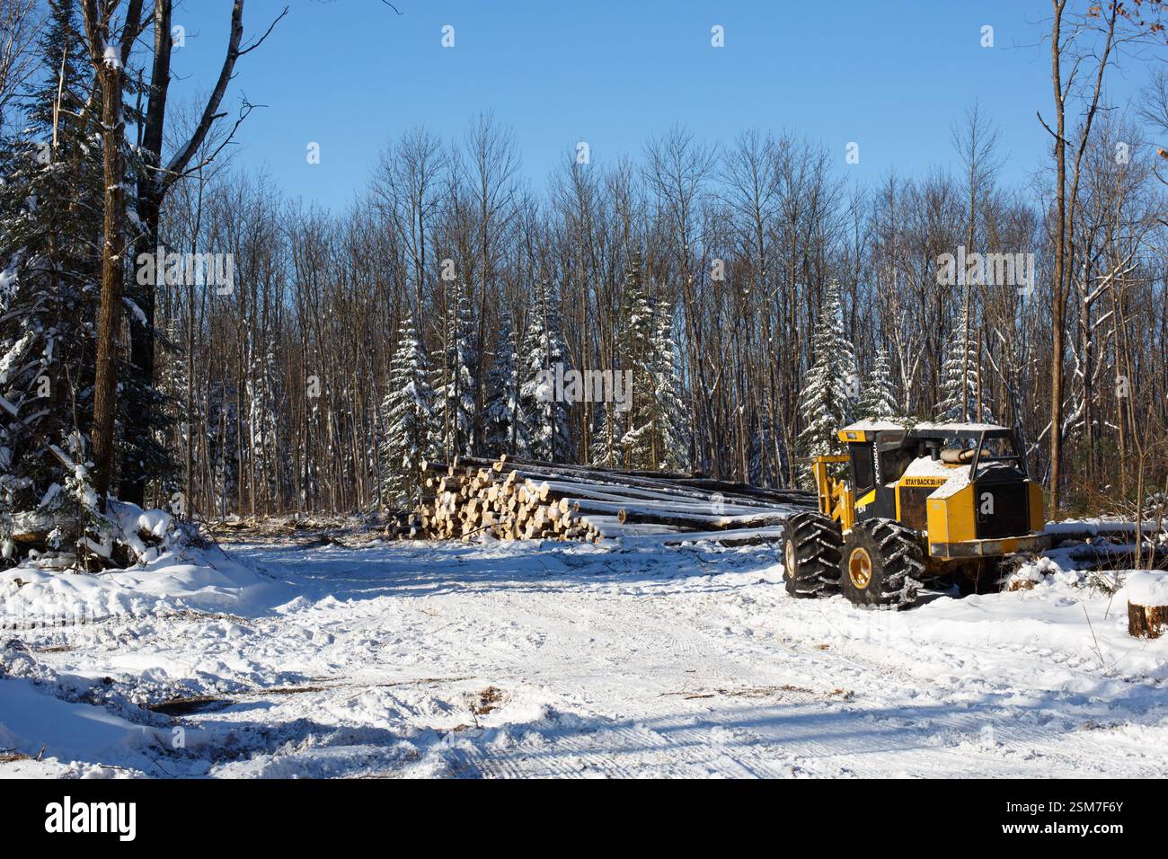 Raccolta invernale di legname nel Minnesota settentrionale, Stati Uniti. Foto Stock
