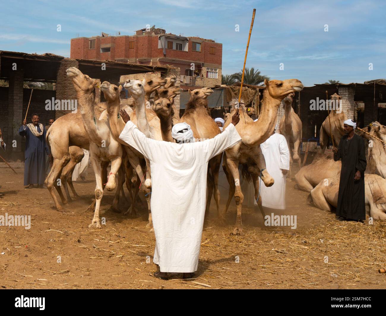 Cammello Trader, Assuan, Daraw. Egitto Foto Stock