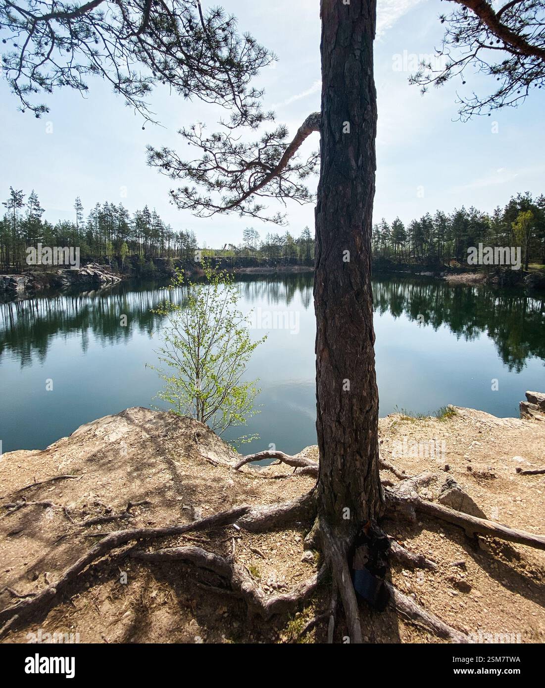 Pino sulla riva rocciosa di un lago forestale. Lago da cava nella pineta. Riflesso di alberi in acque profonde di cava a cielo aperto di granito abbandonato allagato. Foto Stock