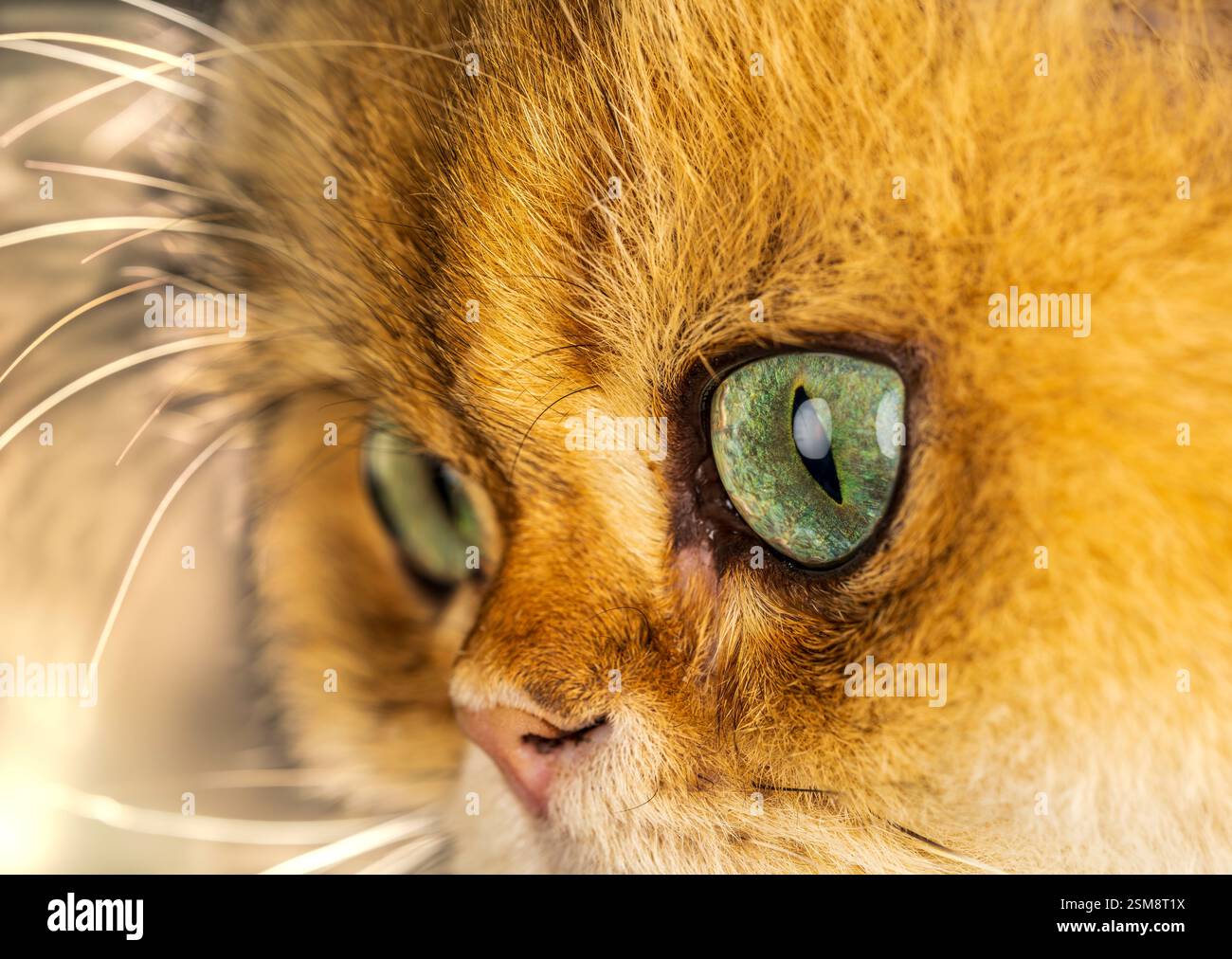 Primo piano del gatto femminile Longhair britannico NY11 con splendidi occhi verdi e pelliccia dorata in una vista macro dettagliata Foto Stock Primo piano del gatto femminile Longhair britannico NY11 con splendidi occhi verdi e pelliccia dorata in una vista macro dettagliata Foto Stock