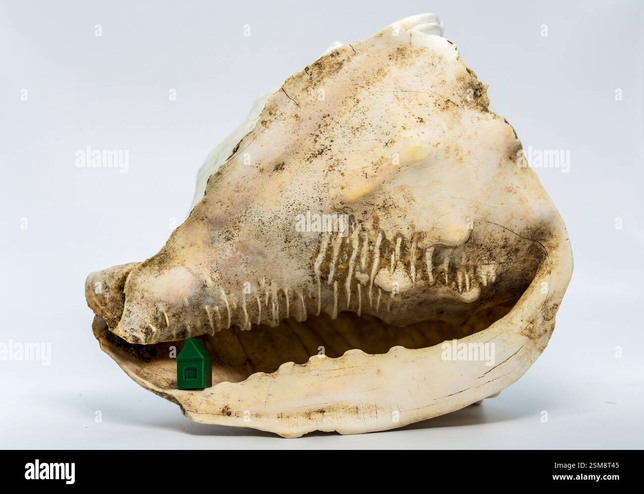 Una casa verde incastonata all'interno di un conchiglia intemprata su sfondo bianco, che evoca il simbolismo della casa e della natura Foto Stock