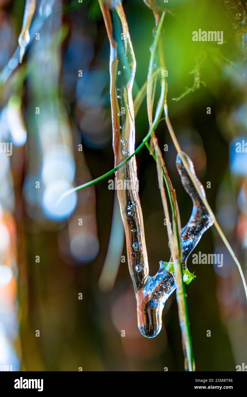 Intricati ghiaccioli che avvolgono lame d'erba con uno sfondo di soft bokeh e luce naturale in una spettacolare foto macro invernale Foto Stock