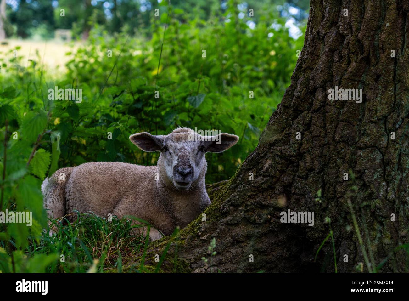 Agnello riposante sotto un albero in una verdeggiante scena boschiva, simbolo della pace e della tranquillità rurale (Ovis aries) Foto Stock