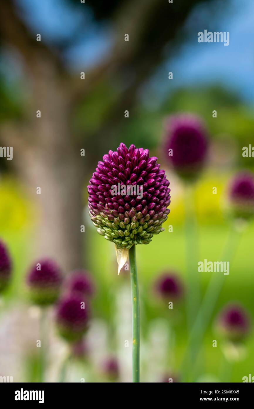 Vibrant Purple Allium con messa a fuoco nitida con uno sfondo naturale di Blooming Purple Alliums Foto Stock