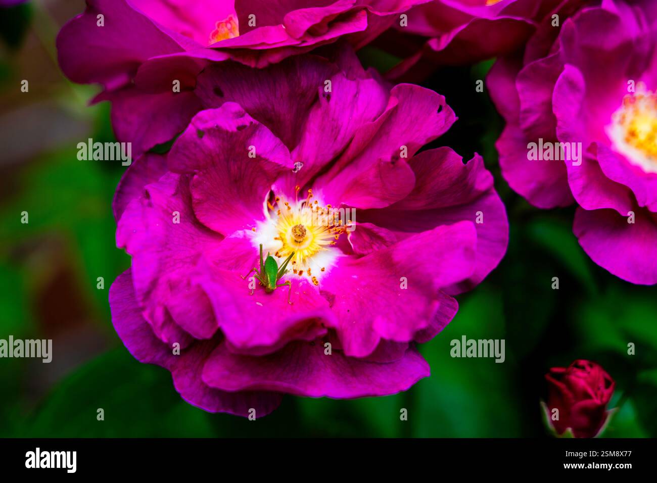 Vivace rosa magenta in fiore con Golden Center e primo piano Green Grasshopper Foto Stock