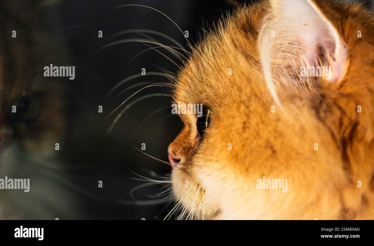 Profilo di un gatto Longhair britannico di NY11 che osserva la sua riflessione in una finestra con la pelliccia d'oro e i Whiskers in primo piano Foto Stock Profilo di un gatto Longhair britannico di NY11 che osserva la sua riflessione in una finestra con la pelliccia d'oro e i Whiskers in primo piano Foto Stock